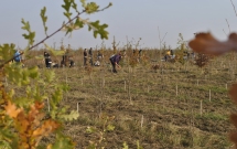 Voluntarii MaiMultVerde au plantat 2.000 de puieti in Ploiesti