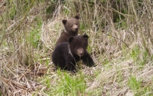 URSUS sustine Centrul Pentru Reabilitarea Ursilor Orfani