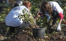 Primii 7.000 de puieti de stejar au fost plantati in Parcul Natural Comana