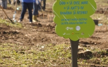 Voluntarii MaiMultVerde si Saint-Gobain Rigips au plantat 5.000 de copaci in Parcul Natural Comana