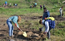 5.000 de puieti de salcam plantati de MaiMultVerde si NN Asigurari de Viata la Videle prin proiectul Paperless