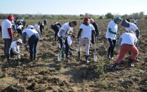 Detinutii din penitenciarele din Craiova si voluntarii Asociatiei MaiMultVerde au plantat salcami la Isalnita