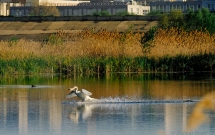 Decizie istorica pentru Bucuresti: Va fi infiintat Parcul Natural Vacaresti, cel mai mare parc natural urban din Europa