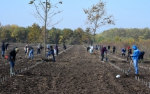 5.000 de puieţi de stejar brumăriu plantați în baza experimentală de la Bărăgan – Jegălia