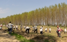 4 hectare noi de perdele forestiere plantate de ViitorPlus