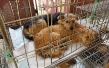 291 animale sterilizate în campania organizată la Mioveni