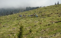O nouă pădure de peste 100 de hectare, în munții Făgăraș și Leaota