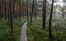 Bolt anunță inițiativa Green Plan, pentru a-și reduce amprenta de dioxid de carbon în Europa