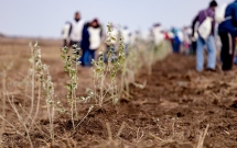 21.000 de puieți plantați toamna aceasta de ViitorPlus, prin proiectul “Adoptă un copac!”
