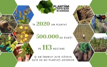 În 2020 am plantat jumătate de milion de puieți - povestea merge mai departe