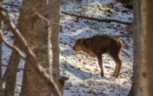 Munții Făgăraș devin acasă pentru zimbri // 17 zimbri noi poposesc în Munții Făgăraș