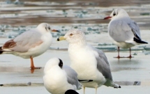 Specie nouă în avifauna din România - pescăruș sur mare