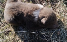 Povestea din spatele salvării ursulețului din munții Făgăraș (Lerești, AG)