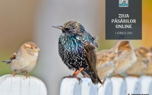 Ziua Păsărilor 2021: păstrați distanțarea socială, dar apropiați-vă de natură!