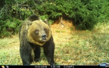 Conservation Carpathia a realizat în premieră în România, un recensământ al urșilor bruni