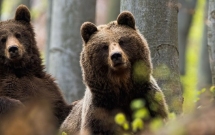 BEAR RIGHT: apel inedit pentru un nou sanctuar al urșilor în România