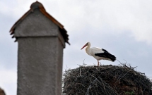 Societatea Ornitologică Română - Când ajung la cuib primele berze albe?