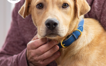 Hill’s Pet Nutrition continuă campania de donații #MisiuneaNoastraPrietenPeViata pentru susținerea adăposturilor de animale din România