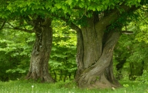 Primul demers al comunității de afaceri din România pentru mediu: eMAG, Green Tech și Fundația Conservation Carpathia lansează Angajamentul pentru Mediu