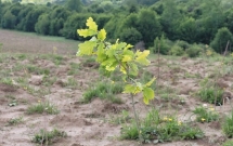 Plantăm fapte bune în România –  445.000 de puieți plantați în sezonul de primăvară