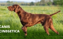 Gastronomie vânătorească, conferințe de specialitate, dresaj canin și concerte pe 17 și 18 septembrie la Muzeul Satului