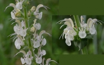 Salvia revelata, o nouă specie de plantă descoperită în România