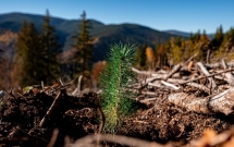 Plantăm fapte bune în România