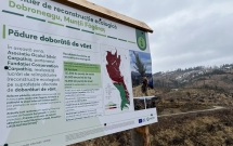Peste 130.000 de puieți vor fi plantați în această primăvară în zona Dobroneagu, prin eforturile Fundației Conservation Carpathia