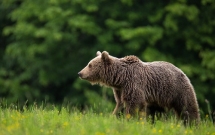 Proiectul privind introducerea cotelor de vânătoare la urs nu rezolvă problema conflictelor cu ursul, ci dă undă verde străinilor să reia vânătoarea pentru trofee în țara noastră