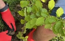 Plantăm fapte bune în România numără aproape 400.000 de puieți forestieri și ornamentali plantați în 2024