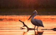 10 filme documentare despre natură, prezentate în premieră la LYNX festival! Cineaștii de renume mondial Vincent Munier, Martin Dohrn, Toby Nowlan, Lianne Steenkamp și Will Steenkamp, invitați speciali la discuțiile cu publicul de la Brașov!