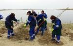Voluntariat al angajatilor KMG International: 2200 de copaci plantati in judetul Constanta